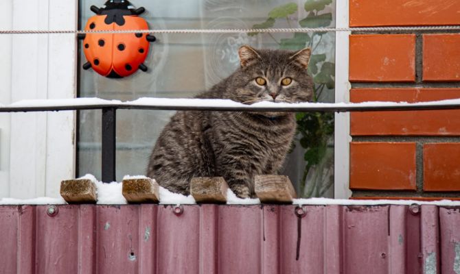 Когда в Тульской области выпадет первый снег