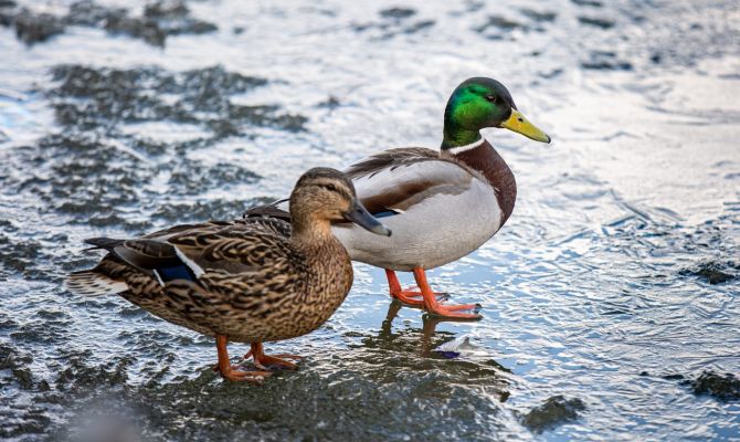 Ночью в Туле ожидается +6 градусов тепла