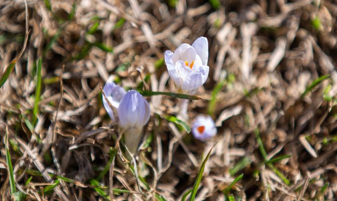 Ночью в Туле ожидается +4 градуса