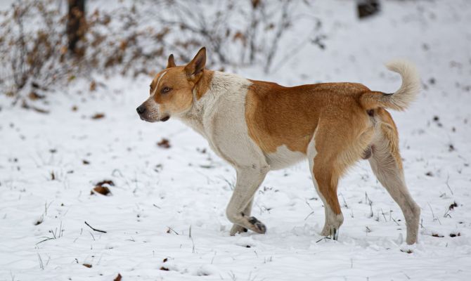 В Донском бездомная собака покусала ребенка: администрация заплатит 45 тысяч рублей