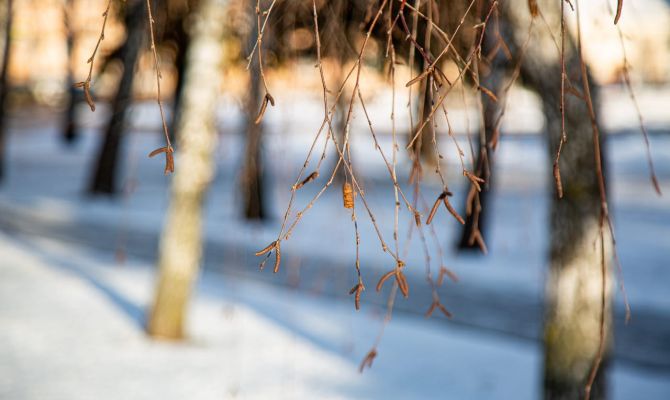 27 декабря в Туле ожидается -3 градуса