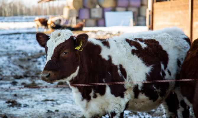 На границе Тульской области задержаны 39 нелегально перевозимых коров