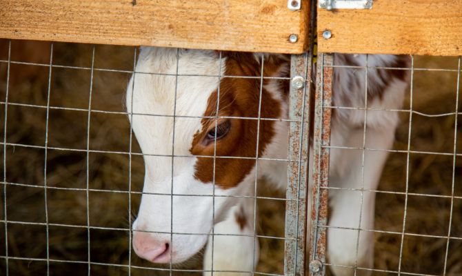 В Тульской области изъяли из оборота почти 800 тонн опасной молочной продукции