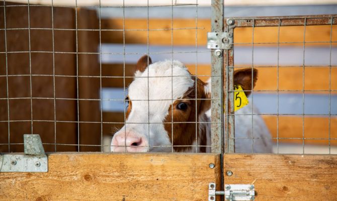 Сколько денег можно получить на агростартап в Тульской области