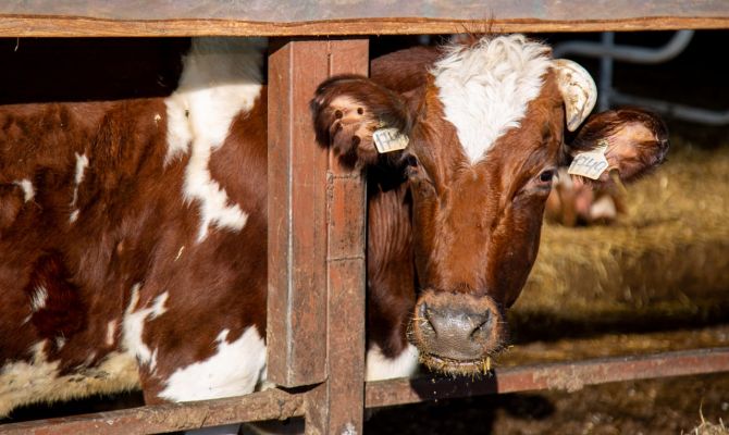 В Тульской области нашли нарушения содержания крупного рогатого скота