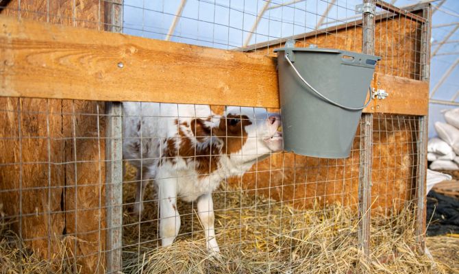 Ночью в Тульской области цыгане украли трех телят