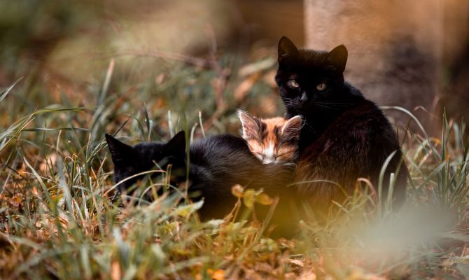 Туляков хотят обязать стерилизовать домашних животных