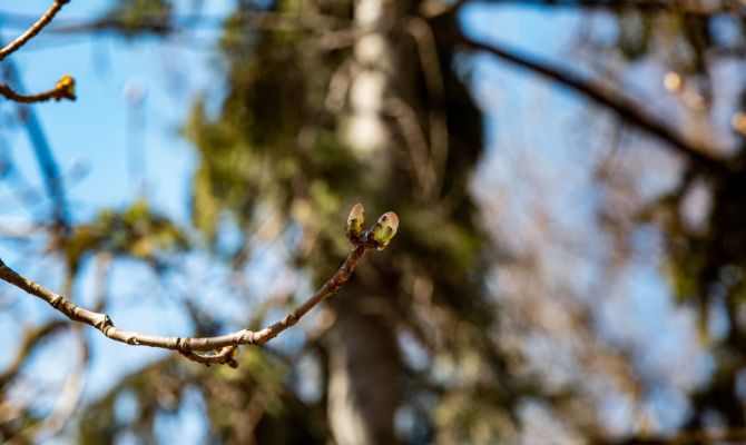 14 марта в Туле ожидается +7 градус тепла