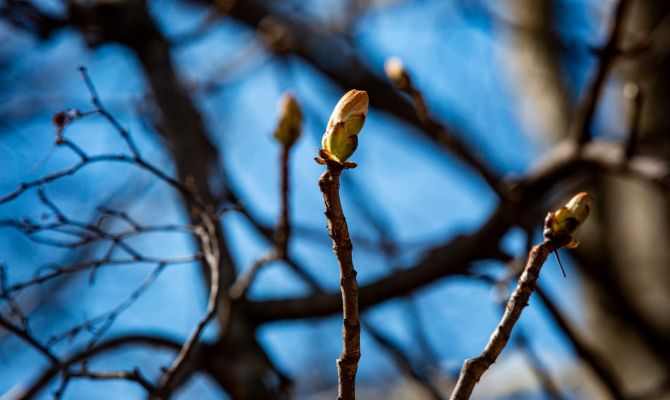 Ночью в Туле ожидается +2 градуса тепла