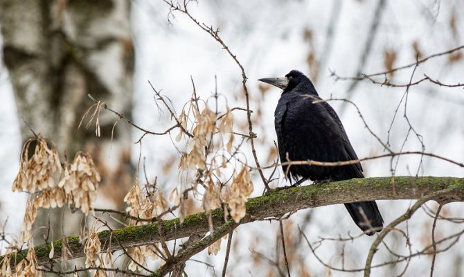 В ночь на 18 января в Тульской области будет до -1 градуса