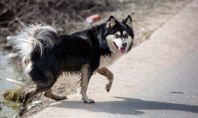 В Госдуме одобрили увеличение штрафов для безответственных владельцев животных