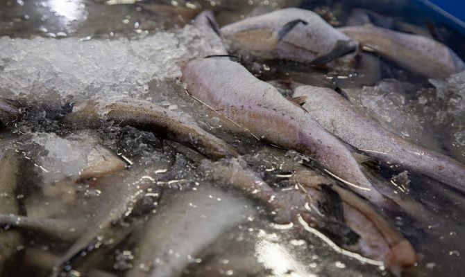 В Тульской области предприятие производило форель из сельди