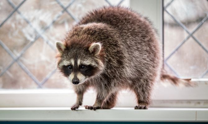 С начала 2022 года туляков кусали лисы, еноты и кабаны