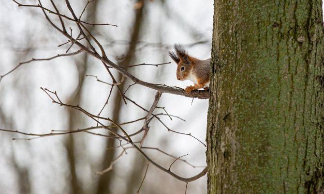 В Туле 24 декабря будет пониженное атмосферное давление и сильный ветер