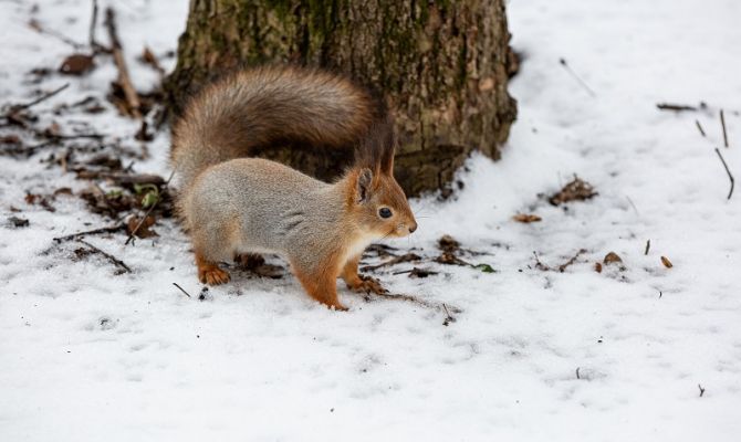В ночь на 19 февраля в Тульской области похолодает до -9 градусов
