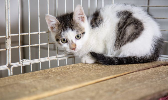 Тульские волонтеры отправятся в Херсонскую область спасать животных