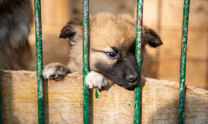 В Туле пройдет выставка-пристройство животных из приюта