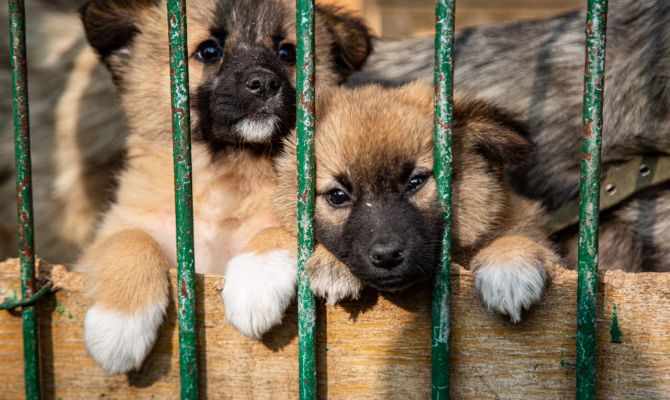 В России могут ввести штрафы за выброшенных на улицу домашних животных