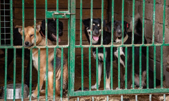 В Тульской области больше 100 собак отравились в приюте для бездомных животных