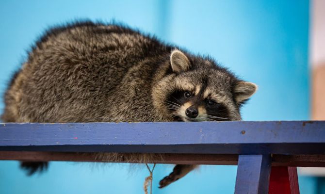 В России ищут няню для енотов