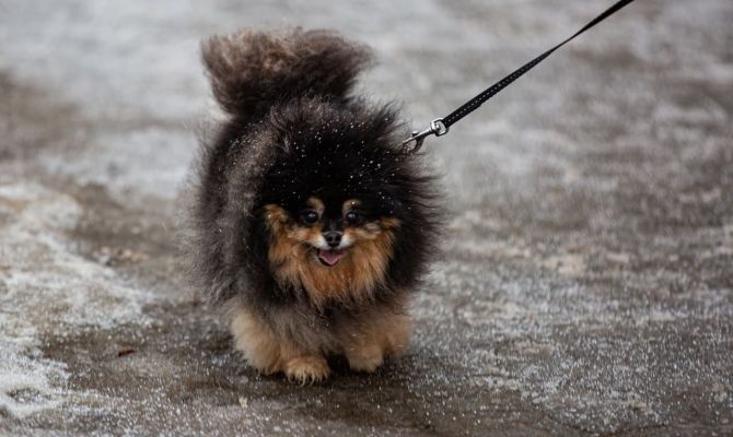 С начала года 25 тысяч тульских и московских "хвостиков" отправились за границу с хозяевами 