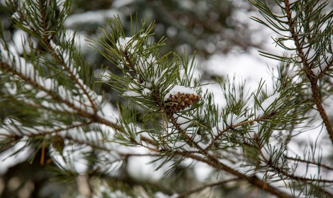 9 февраля в Тульской области пройдет без осадков