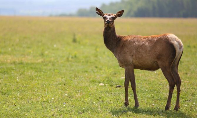 В Тульской области выросла численность лосей и оленей