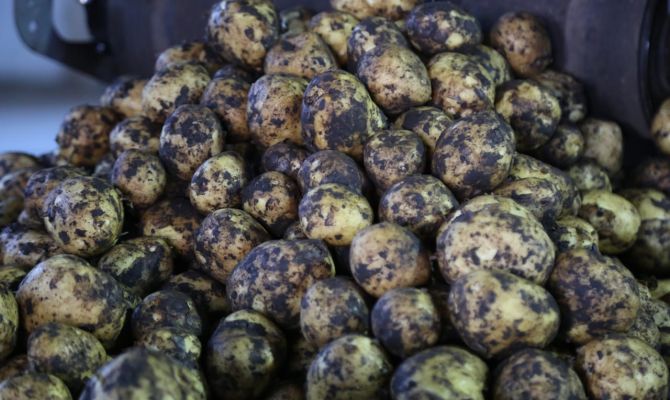 Тульская область стала одной из лучших в стране по сбору картофеля