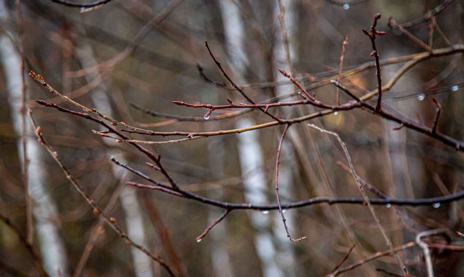 21 ноября в Туле ожидается небольшой дождь