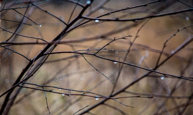 «Розовая зима» ждет россиян