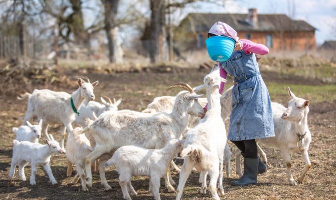 Тулякам увеличат штрафы за выпас скота на дорогах