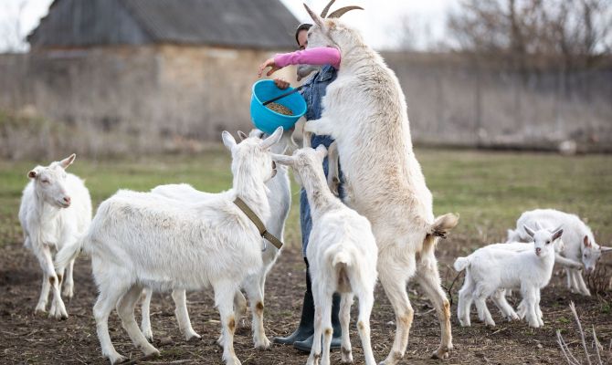 В Тульской области бесплатно вакцинируют скот от 7 опасных болезней