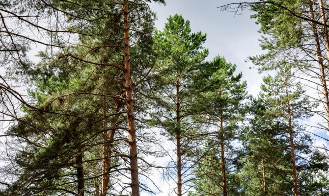 За сколько туляки могут купить в лесу дуб, сосну или пихту