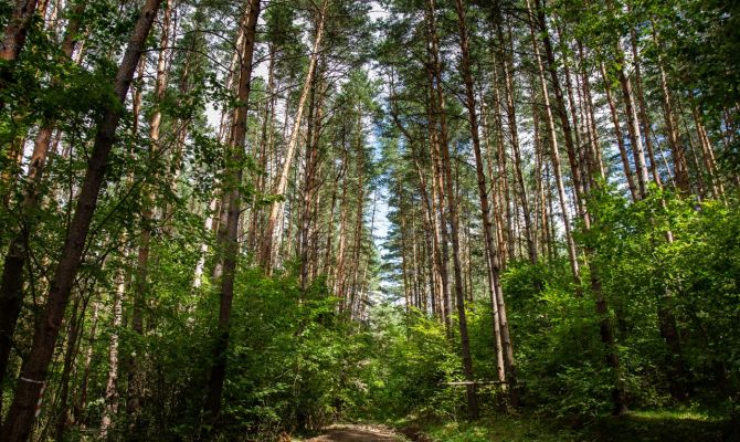 В Тульской области появился новый «зеленый пояс»