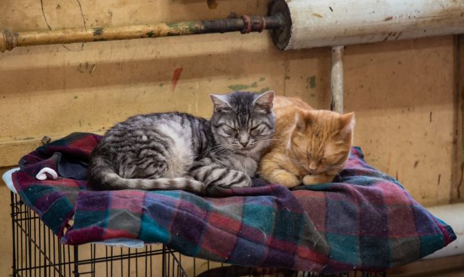 В Тульской области пенсионерку пытались отправить в психбольницу за любовь к кошкам