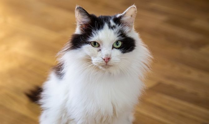 Сколько туляков поддержали инициативу приводить домашних животных на работу