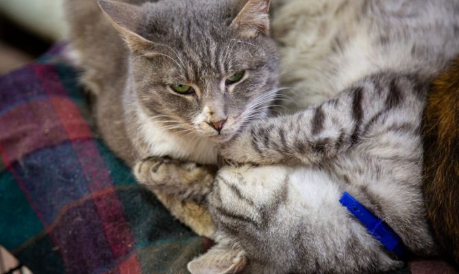 Тулякам хотят ограничить количество домашних питомцев в квартире