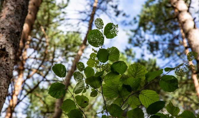 Новый национальный парк появится в тульском регионе