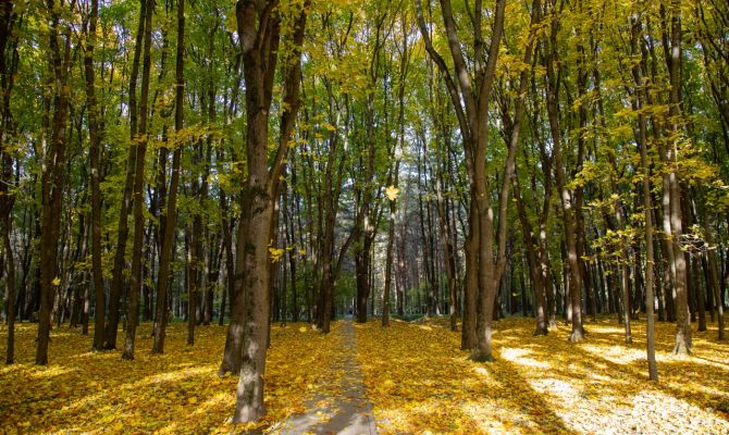 17 октября в Тульской области будет повышенное атмосферное давление