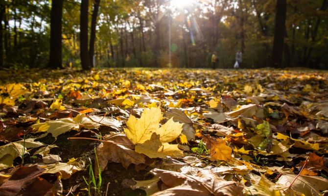 17 октября в Тульской области пройдет без дождей