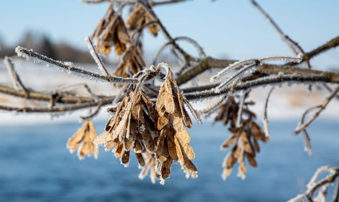 Ночью в Туле ожидается -14 градусов