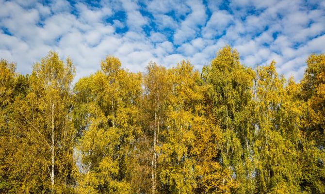 1 октября в Тульской области будет тепло и без дождей