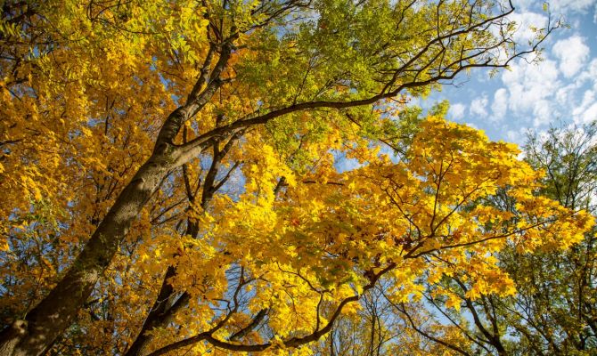 Ночью в Туле ожидается +7 градусов тепла