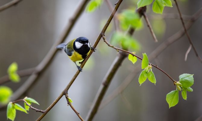 Минсельхоз объявил акцию по сбору крышек от пластиковых бутылок в Туле