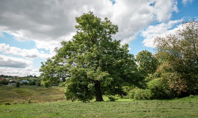 В родовом имении Толстых взяли под охрану 125-летний дуб и церковь