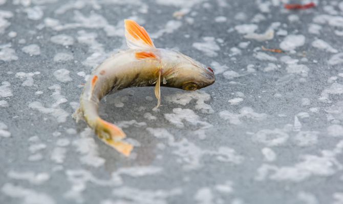 В России выросло производство осетровых на 25%