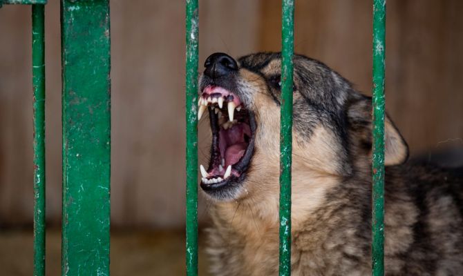 В Донском собака покусала 6-классницу: прокуратура выписала владельцу животного штраф