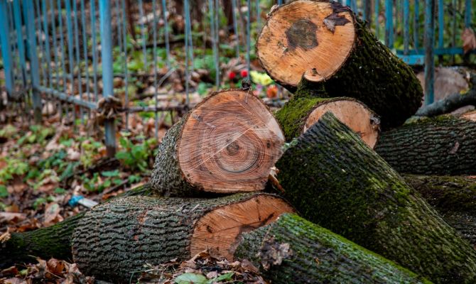 В Тульской области стало меньше "черных лесорубов"