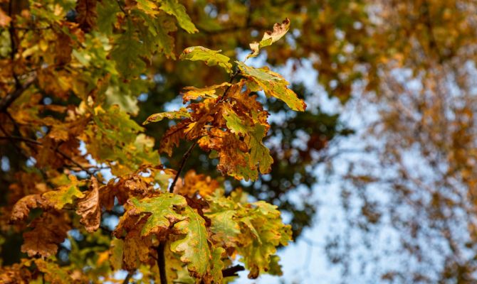 ​​​​​​18 сентября в Тульской области будет повышенное атмосферное давление