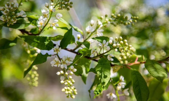 Тулякам пообещали пыльцевой шторм